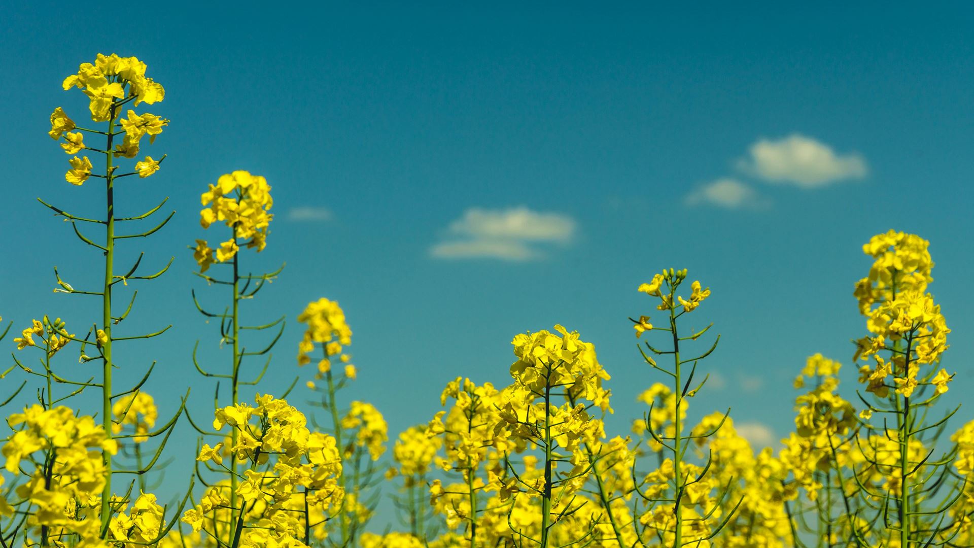 rapeseed flowers against a blue sky