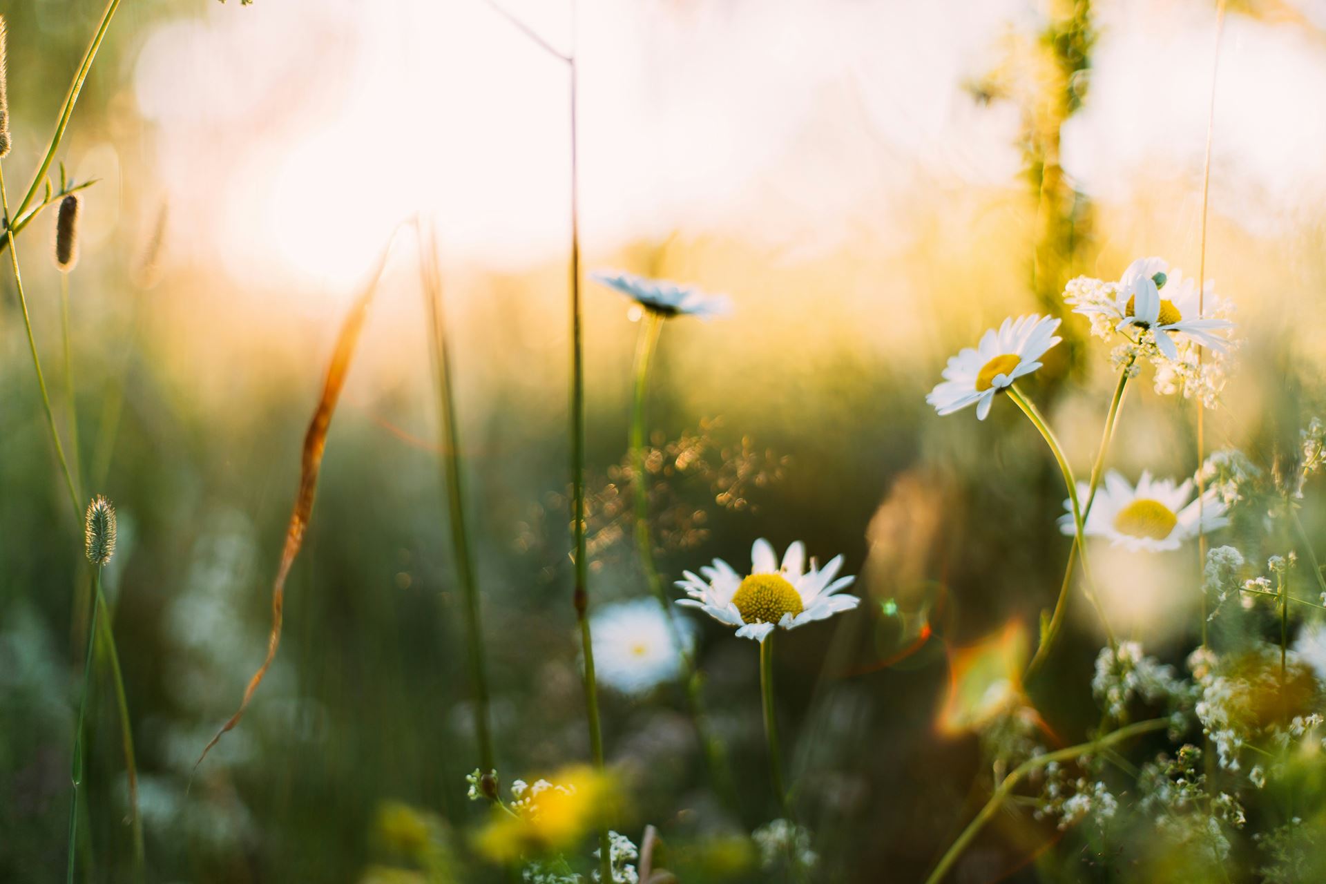 daisies in grass
