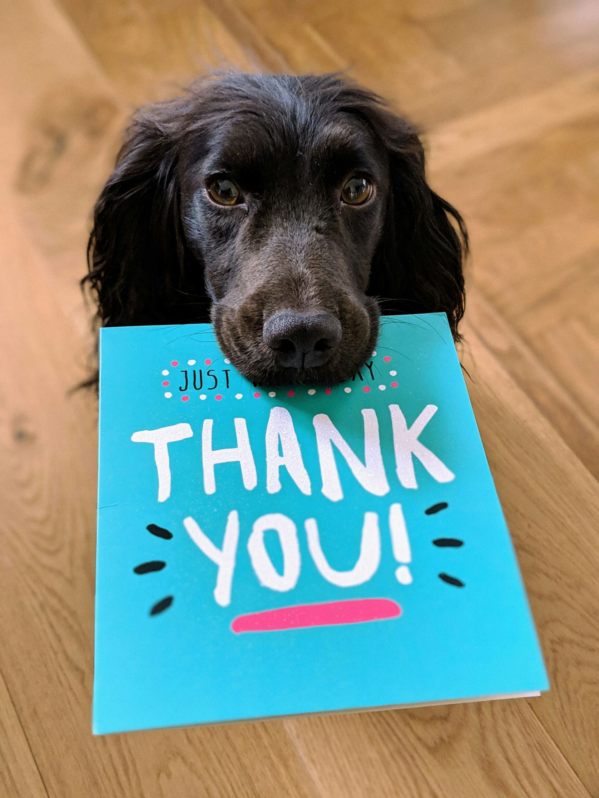 A black dog with a greeting card in his mouth, the card reads Thank you!